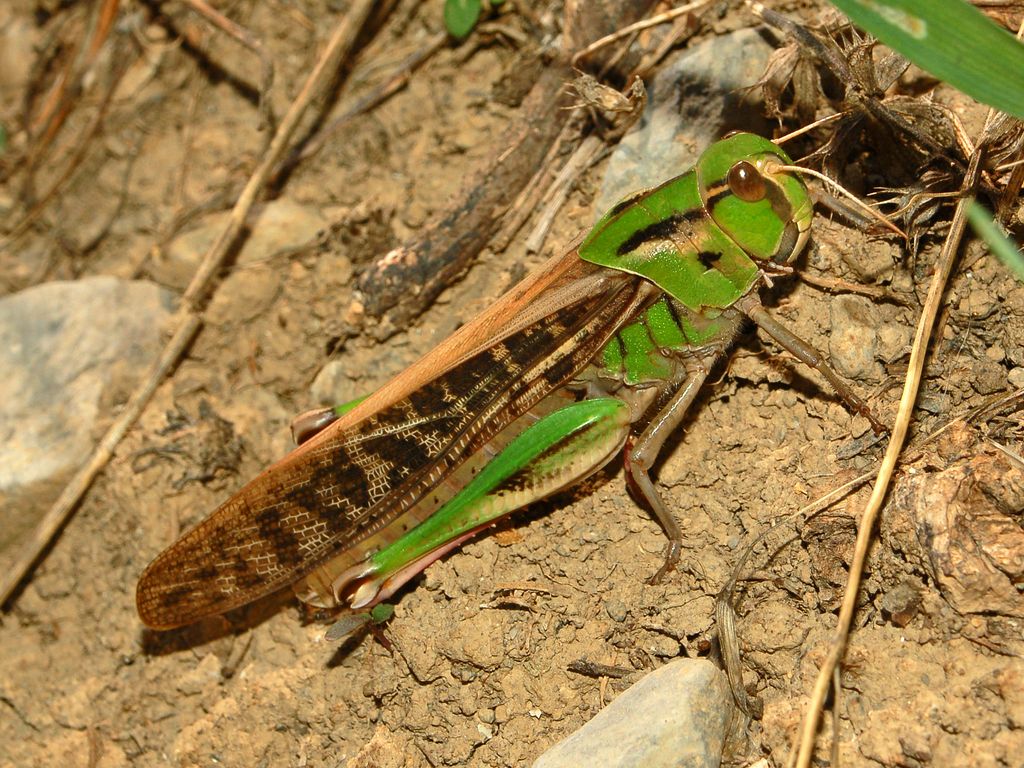 Locusta migratoria